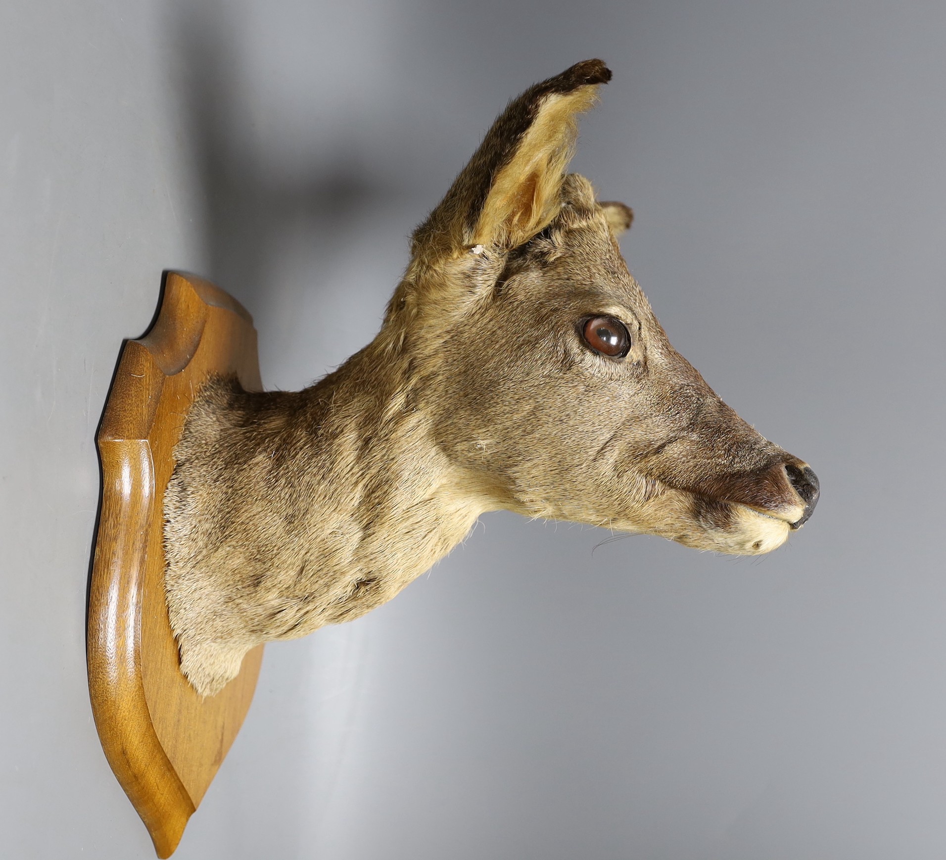 Taxidermy- three Roe Deer heads mounted on shields, largest 50 cm high